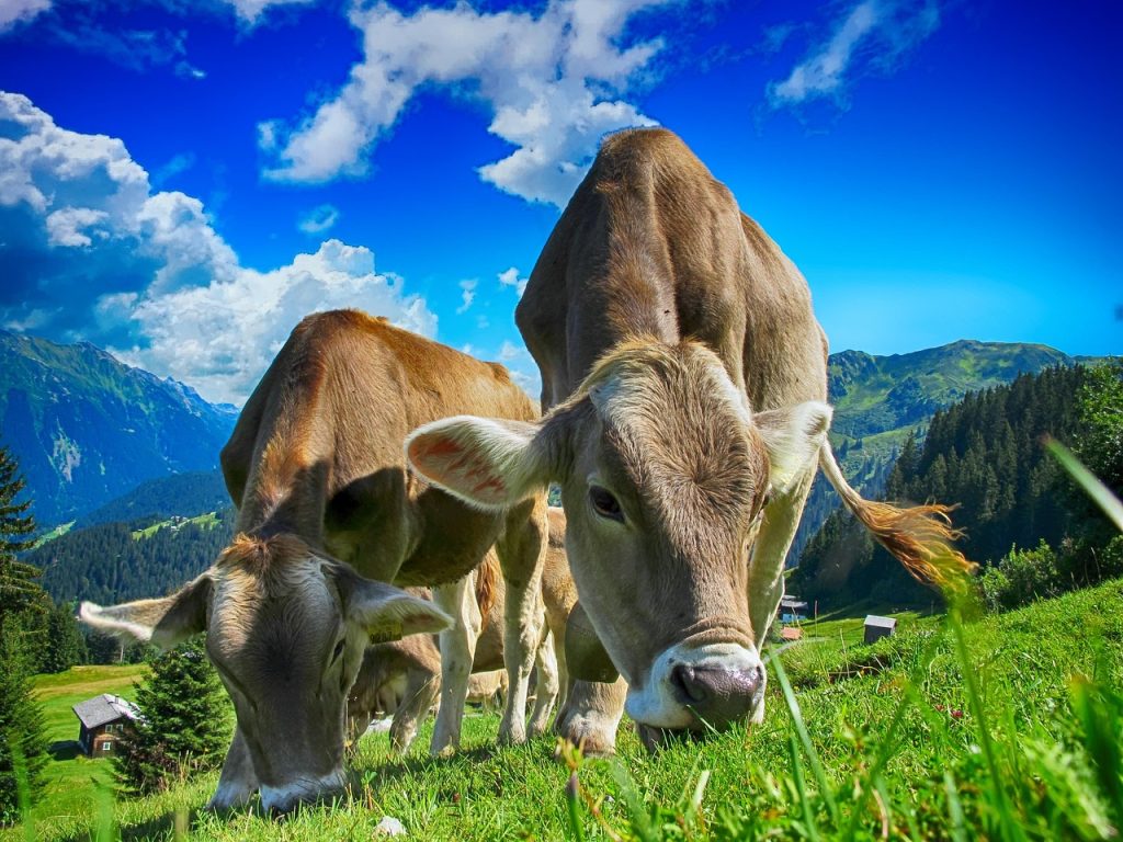 cows, nature, cattle, farm, sky, clouds, pasture, grazing, agriculture, rural, livestock, domestic, farming, dairy, meadow, countryside