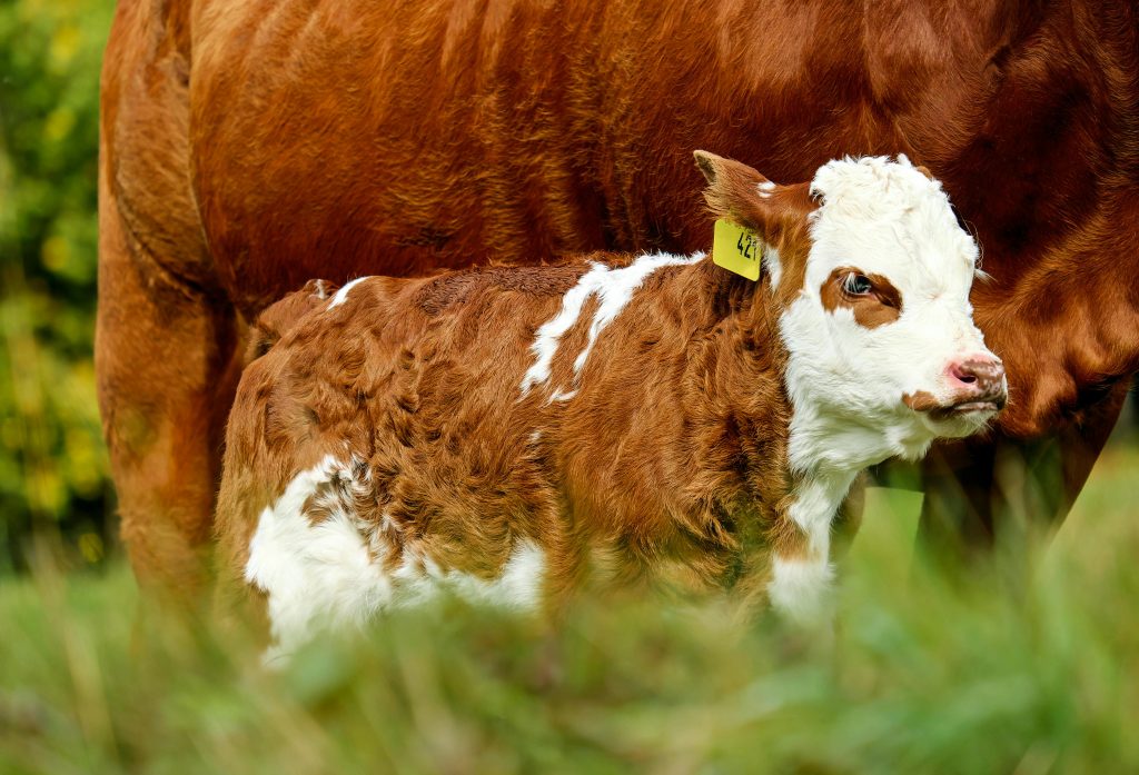 Close-up of a cute brown and white calf with an ear tag standing outdoors.